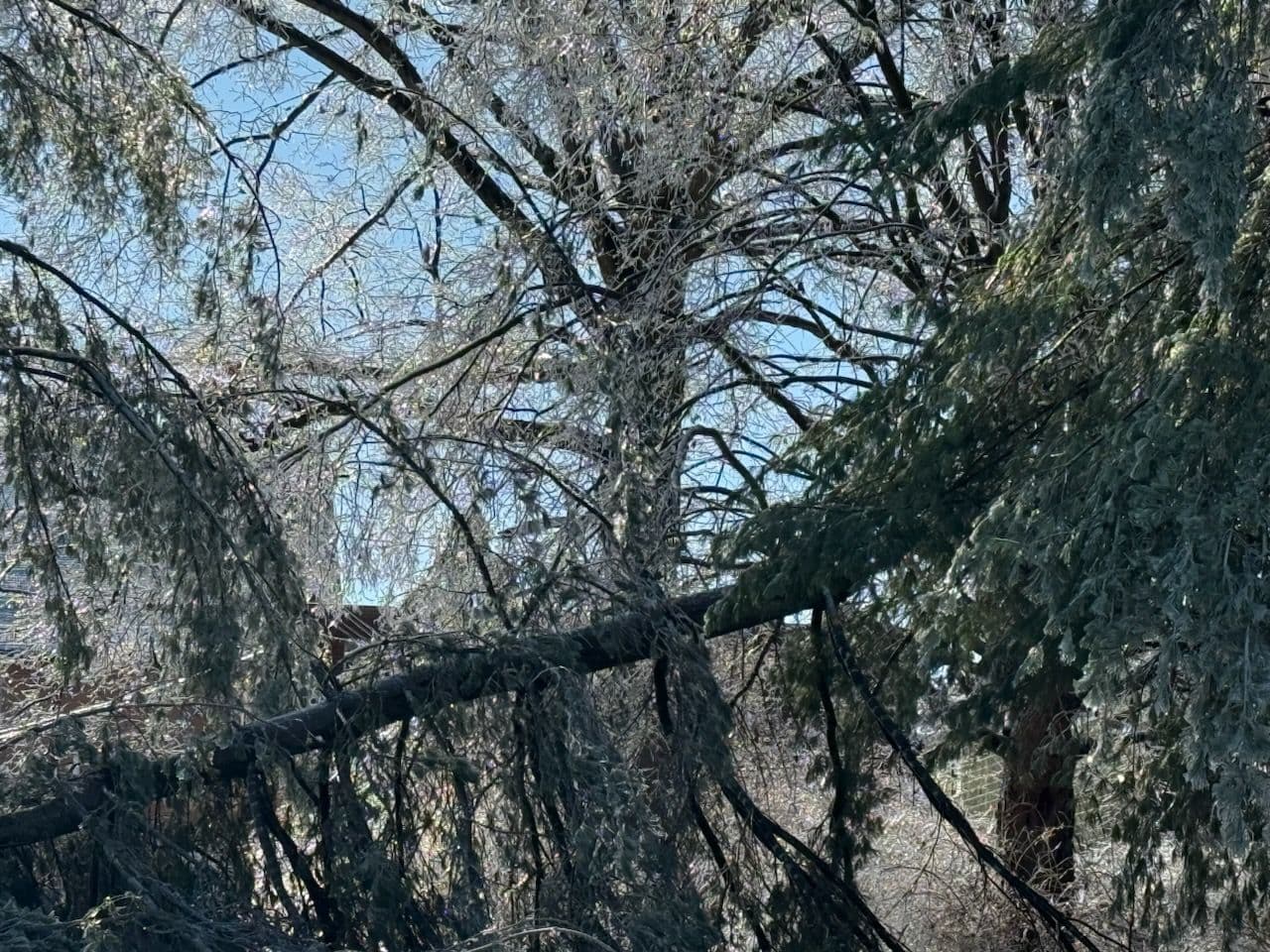 Project Storm-Damaged Tree Removal in Nashville image